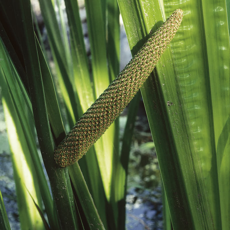 Calami radix