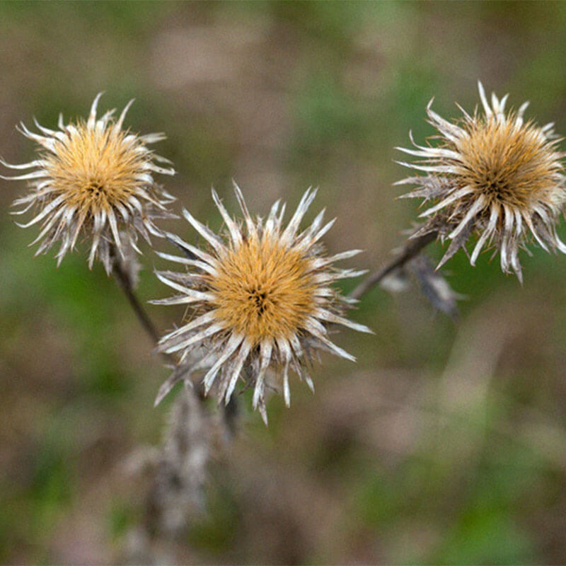 Carlinae radix