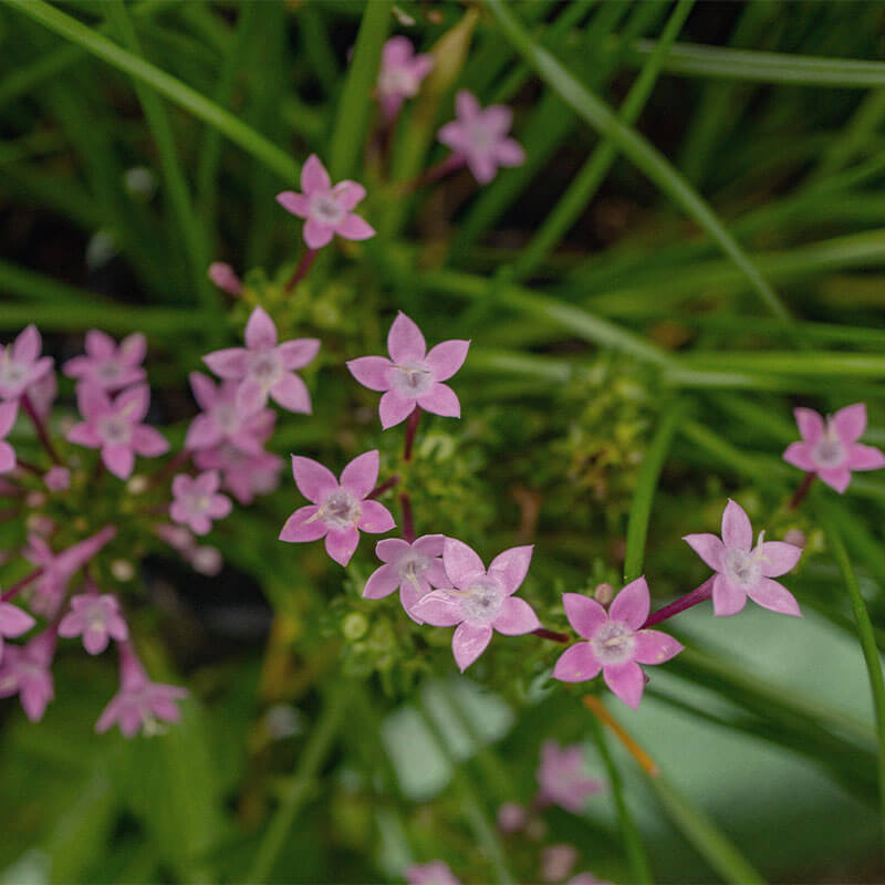 Centauri herba