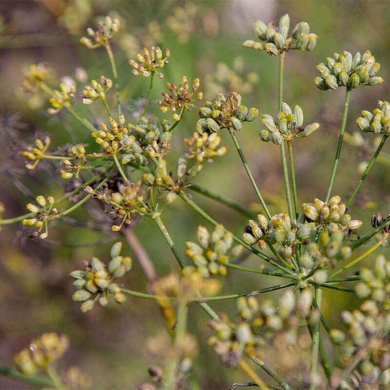 Foeniculi fructus