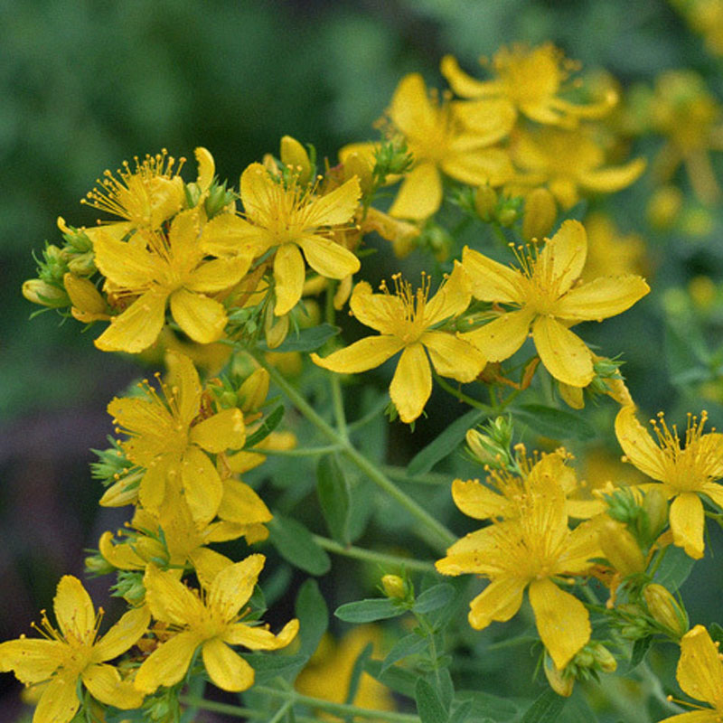 Hyperici herba