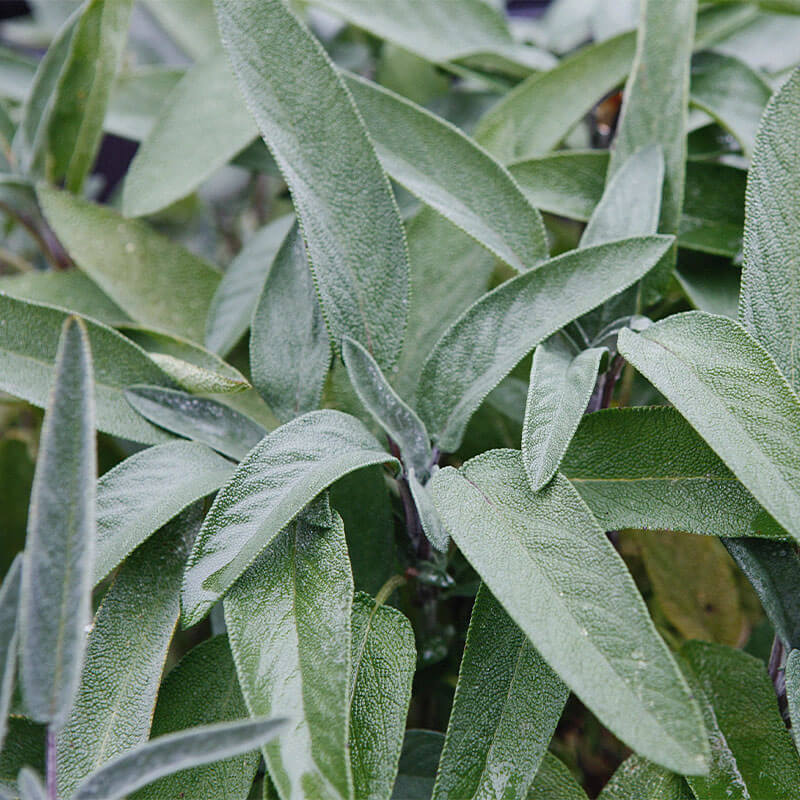 Salvia folium