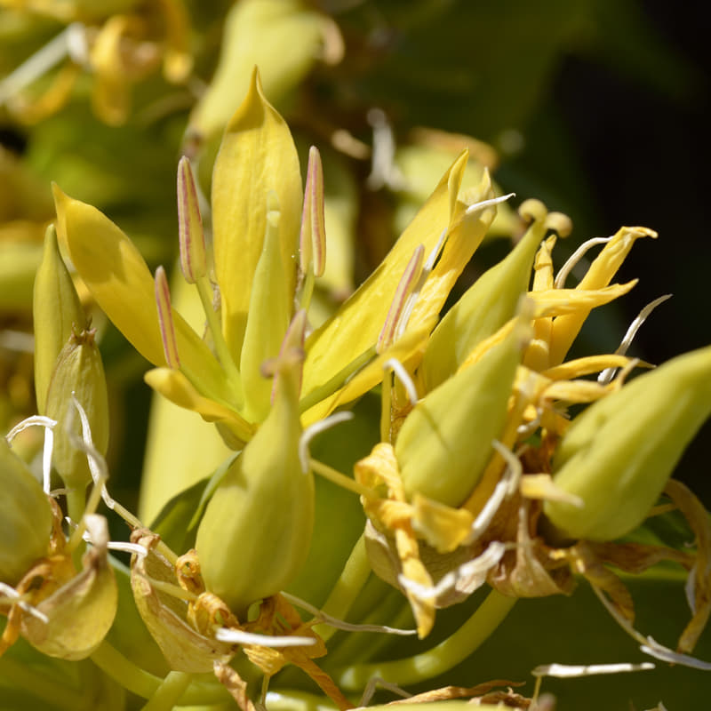 Gentianae radix