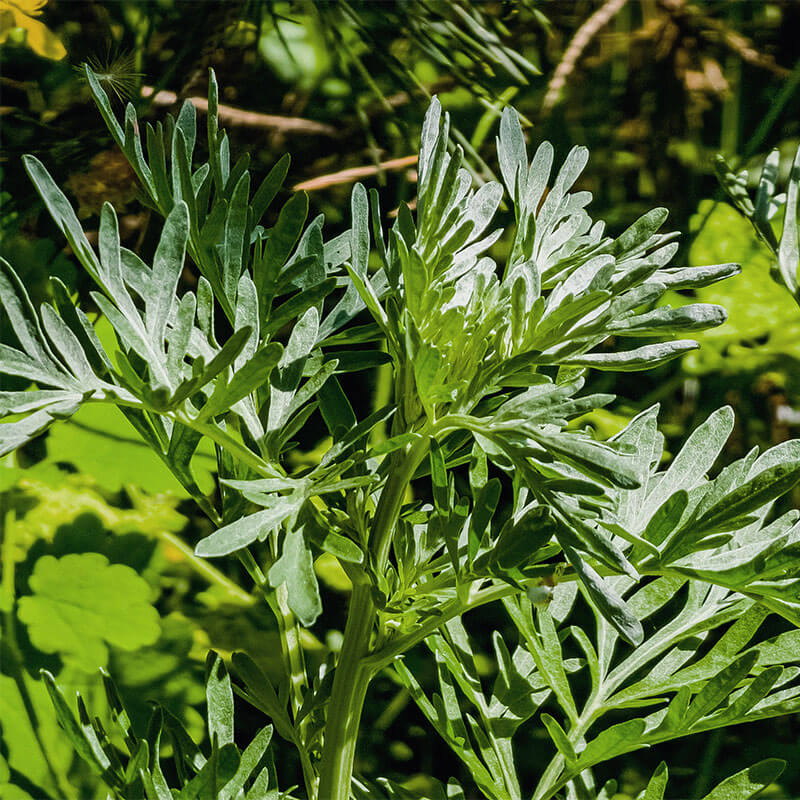 Absintii herba